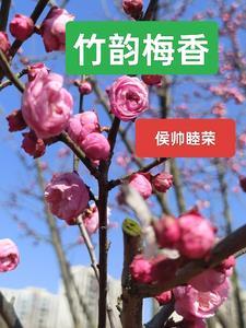 竹香梅影的作品